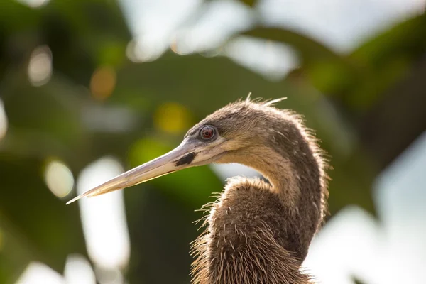 Anhinga (Anhinga anhinga) — Stock Photo, Image