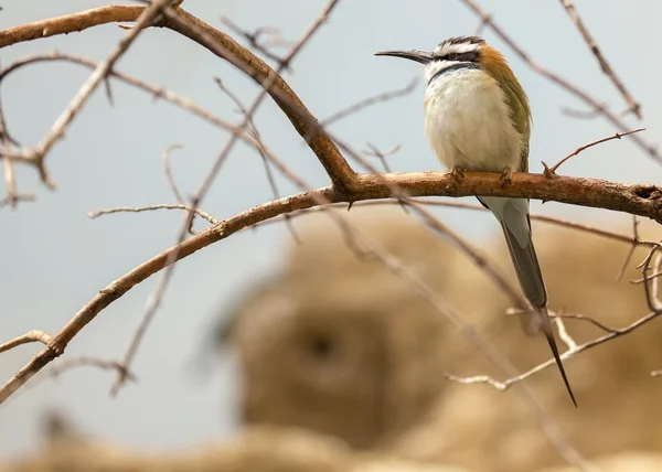 Comedor de abejas de garganta blanca (Merops albicollis ) —  Fotos de Stock