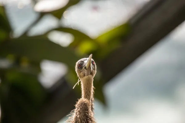 Anhinga (Anhinga anhinga) ) — Photo