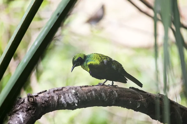 Emerald Starling (Coccycolius iris) ) — Stok Foto