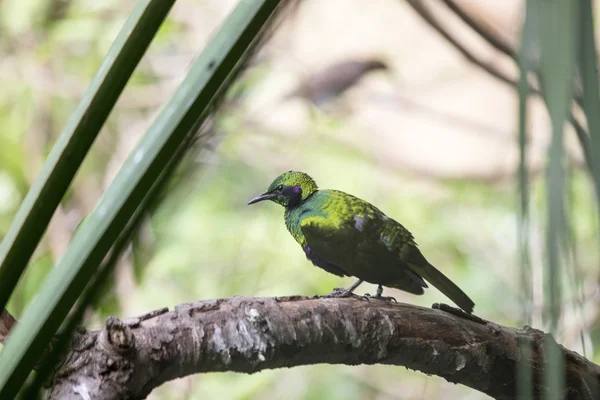 Emerald Starling (Coccycolius iris) — Stock Photo, Image