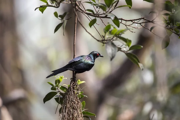 Estornino metálico (Aplonis metallica ) — Foto de Stock