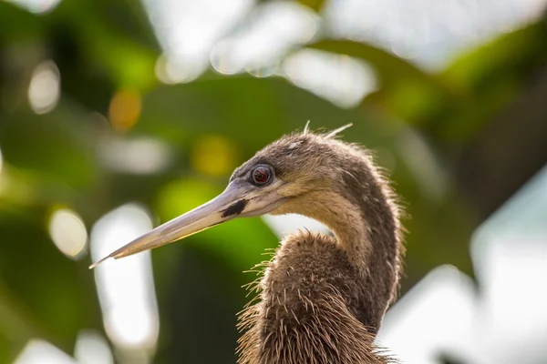 Anhinga (Anhinga anhinga) — Foto de Stock