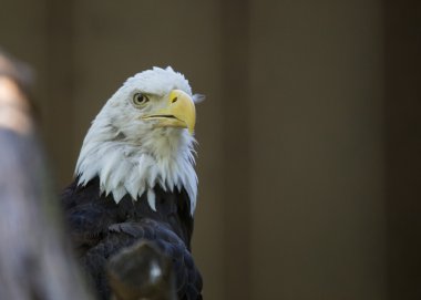 Amerikan Kel Kartalı (Haliaeetus leucocephalus)