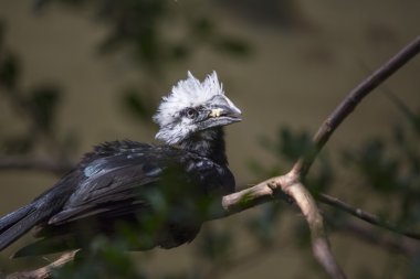 Beyaz ibikli Kartallar (Tropicranus albocristatus),
