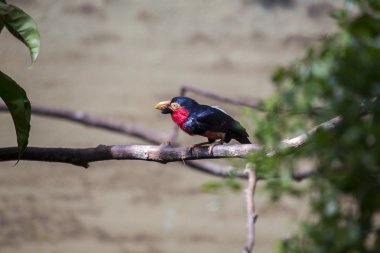 Sakallı Barbet (Lybius dubius) 