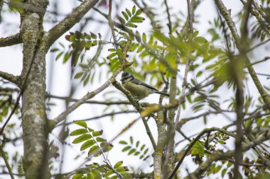 Eurasian blue tit (Cyanistes caeruleus)