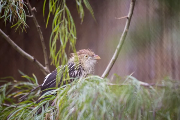 Cucù di Guira (Guira guira ) — Foto Stock