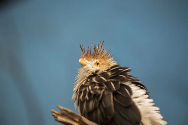 Guira kuckuck (guira guira) — Stockfoto