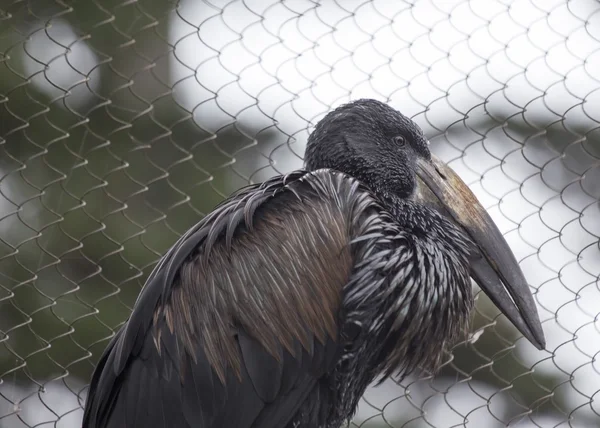 Afrikanska openbill (Anastomus lamelligerus) — Stockfoto