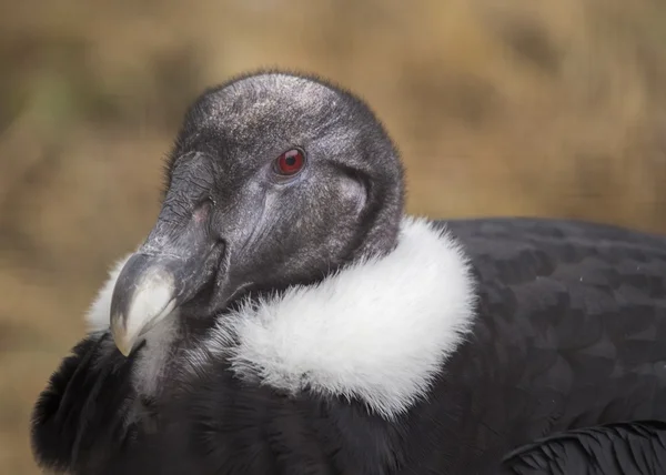 Andean Condor (Vultur gryphus) — Stock Photo, Image