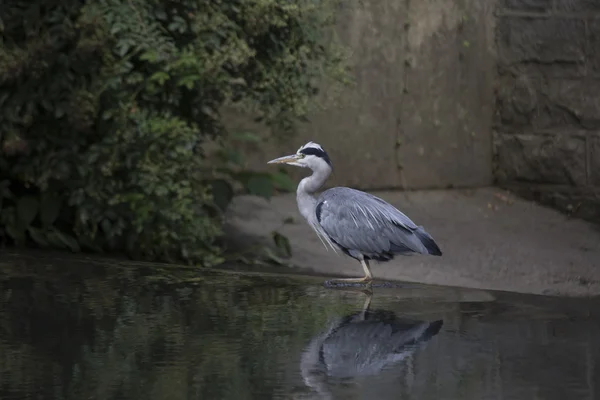 Graureiher (Ardea cinerea)) — Stockfoto