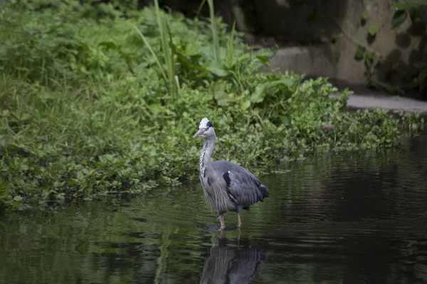 Garza gris (Ardea cinerea) — Foto de Stock