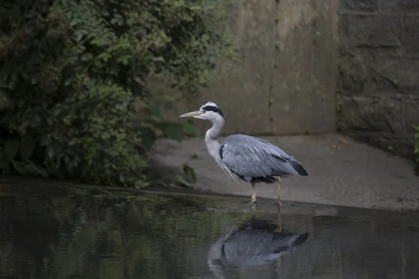 Garza gris (Ardea cinerea) — Foto de Stock