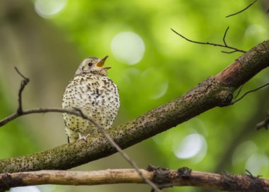 Ardıç kuşu (Turdus philomelos)