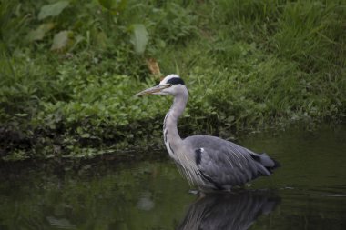 Gri Heron (Ardea cinerea)
