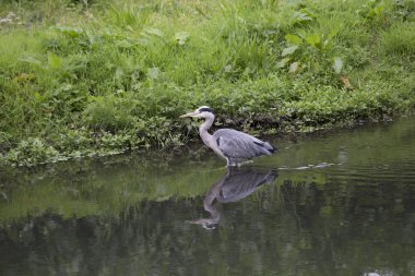 Gri Heron (Ardea cinerea)