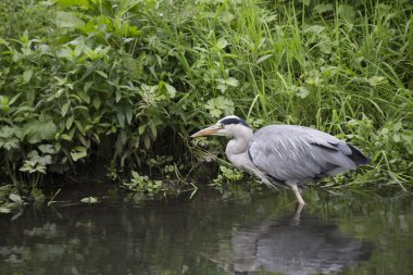 Gri Heron (Ardea cinerea)