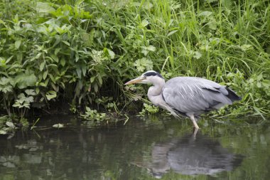Gri Heron (Ardea cinerea)
