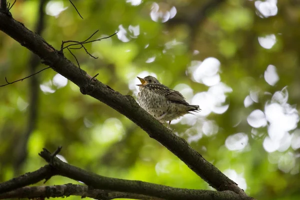 Drozd (Turdus philomelos) — Stock fotografie