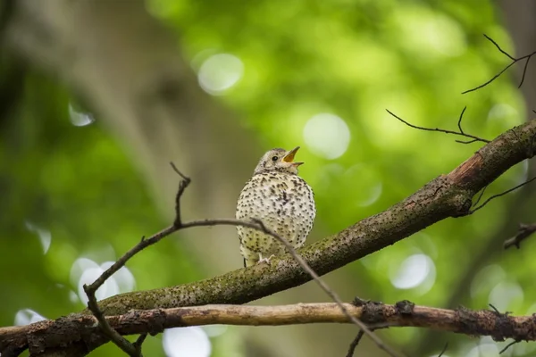 Singdrossel (Turdus philomelos)) — Stockfoto