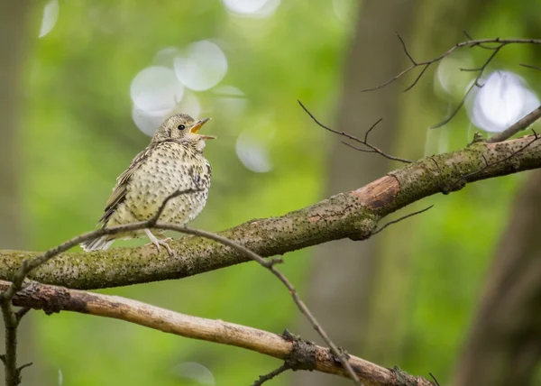 Pleśniak pieśniowy (Turdus philomelos)) — Zdjęcie stockowe