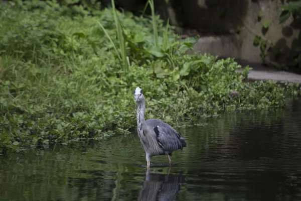 Garza gris (Ardea cinerea) — Foto de Stock