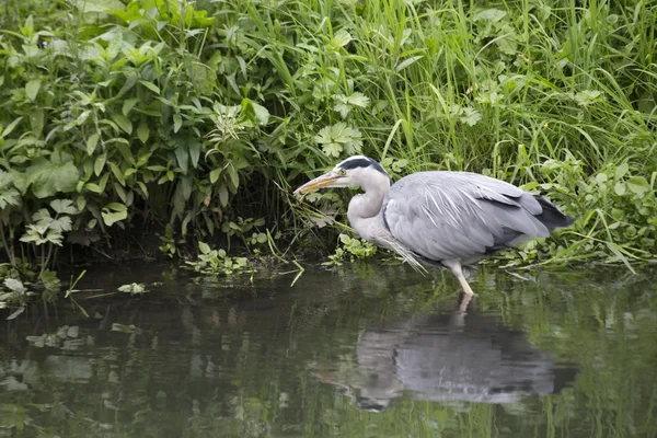 グレイ・ヘロン（Ardea cinerea）) — ストック写真