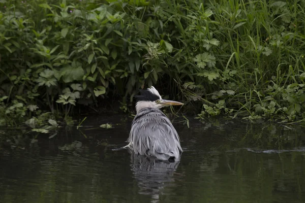 Gri Heron (Ardea cinerea) — Stok fotoğraf