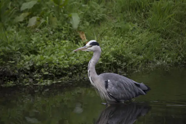 Garza gris (Ardea cinerea) — Foto de Stock