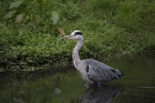 Garza gris (Ardea cinerea) — Foto de Stock