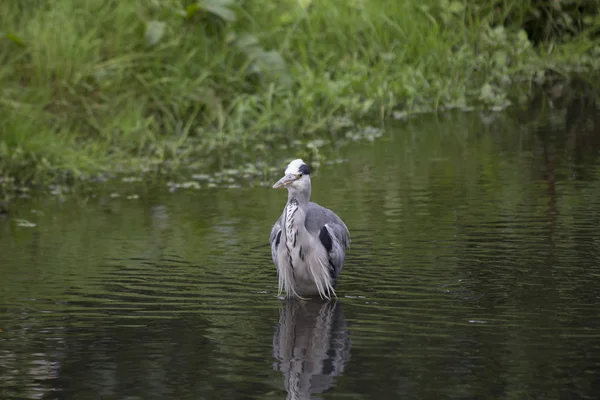 Gri Heron (Ardea cinerea) — Stok fotoğraf