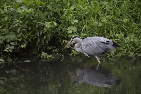 회색 헤론 (Ardea cinerea)) — 스톡 사진