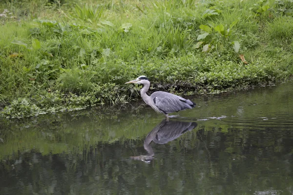 グレイ・ヘロン（Ardea cinerea）) — ストック写真