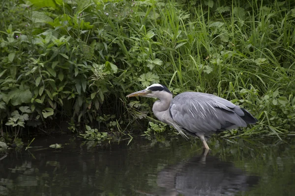 Garza gris (Ardea cinerea) — Foto de Stock