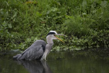 Gri Heron (Ardea cinerea)