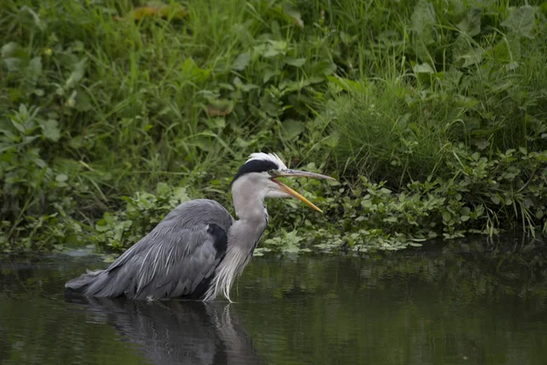 Garça cinzenta (Ardea cinerea) — Fotografia de Stock