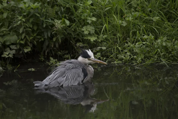 グレイ・ヘロン（Ardea cinerea）) — ストック写真