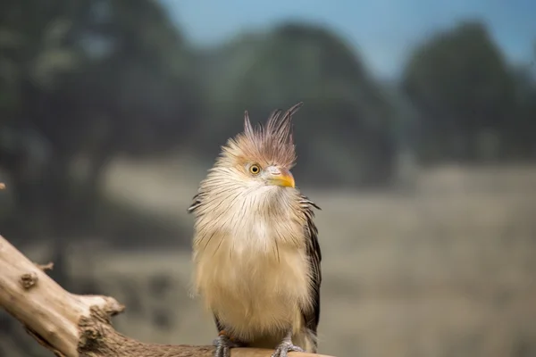 Heron abu-abu (ardea cinerea) — Stok Foto