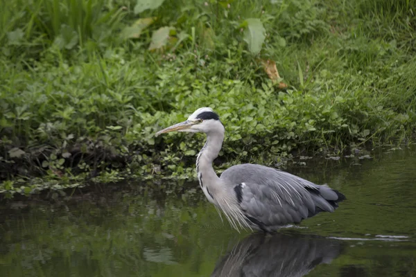 Héron gris (Ardea cinerea)) — Photo