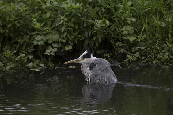 グレイ・ヘロン（Ardea cinerea）) — ストック写真