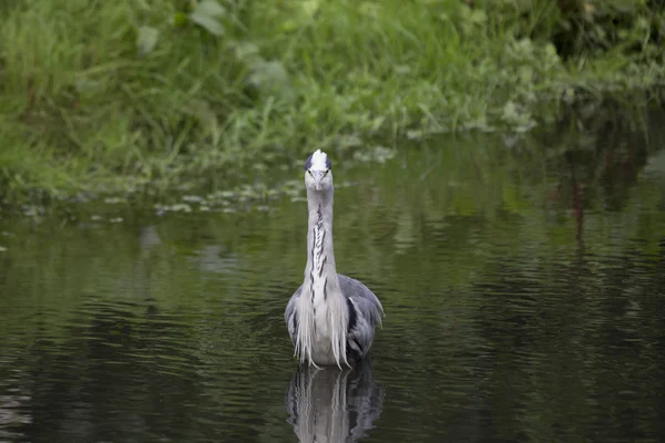 Grey Heron (Ardea cinerea) — Stock Photo, Image