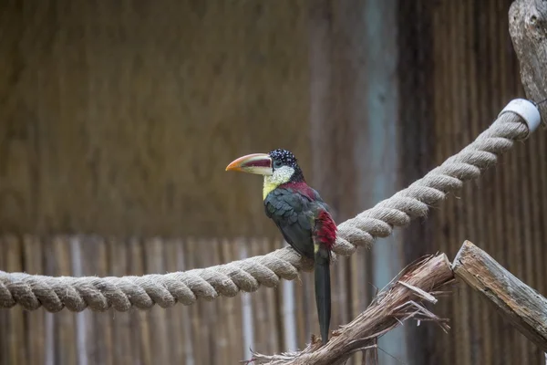 Curl-crested Aracari (Pteroglossus beauharnaesii) — Stok Foto