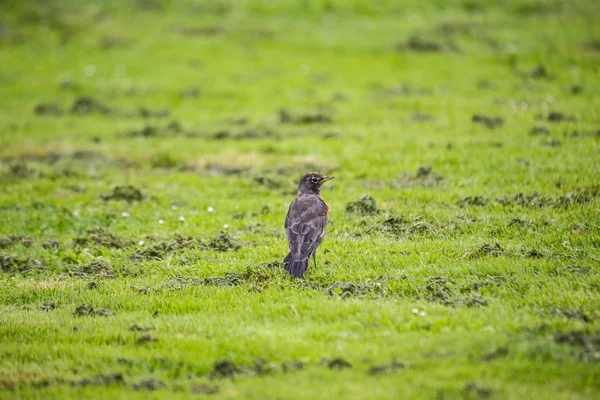 Robin americano (turdus migratorius) — Fotografia de Stock