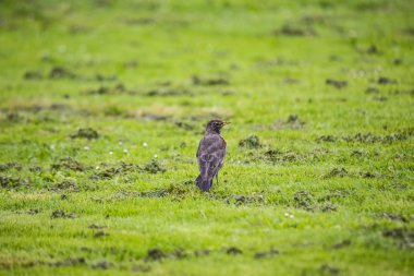 Amerikalı Robin (turdus migratorius)
