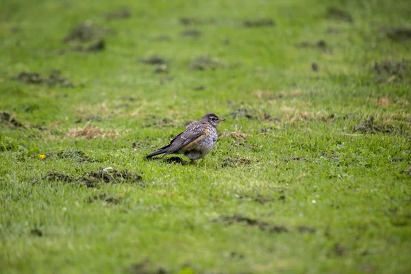 Robin americano (turdus migratorius) — Fotografia de Stock