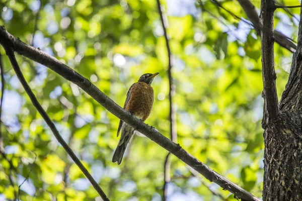 Американский Робин (turdus migratorius) — стоковое фото