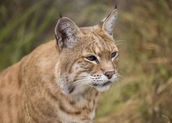 Vaşak (Lynx rufus)