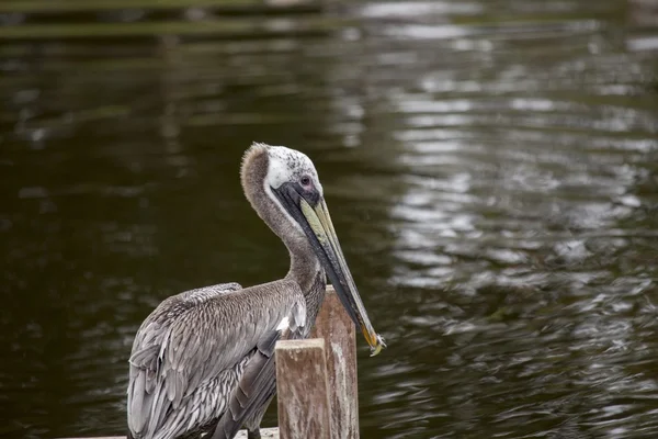 Pelícano marrón (Pelecanus occidentalis) —  Fotos de Stock