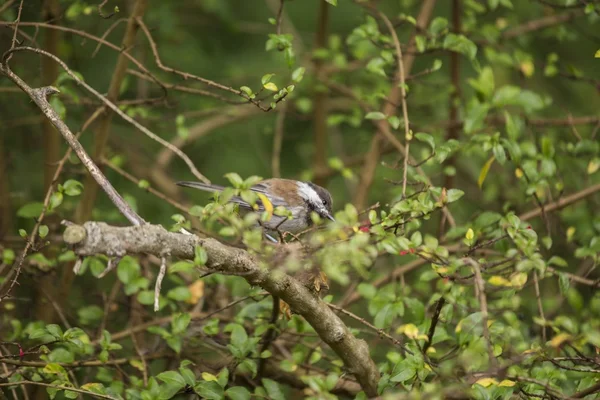 Galinha apoiada em castanha (Poecile rufescens ) — Fotografia de Stock